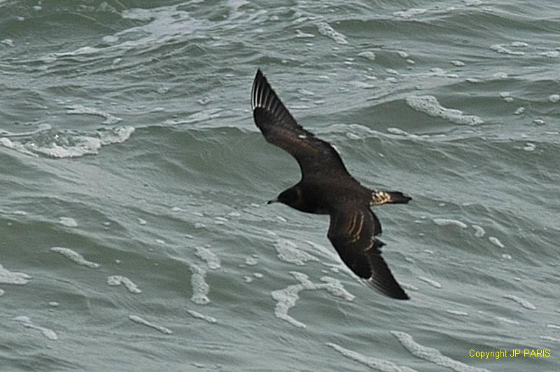 Stercorarius pomarinus